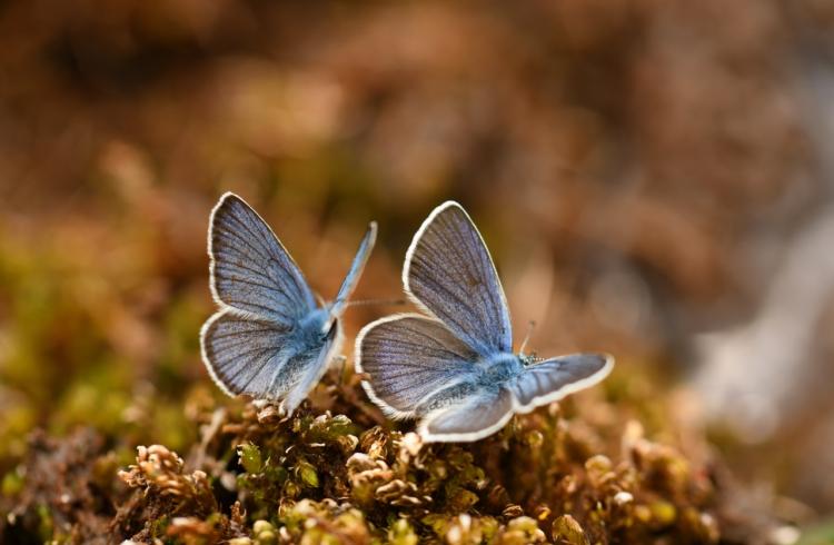 Biodiversité : connaître pour protéger - Azurés