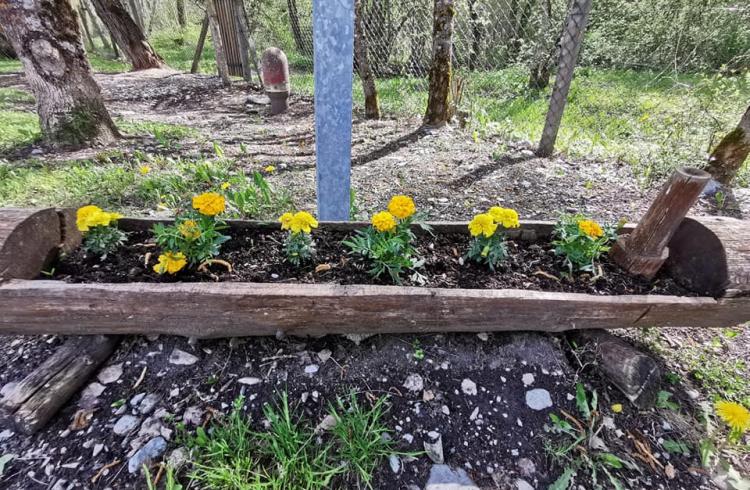 Camping Caravaneige de La Blanche**_Seyne - fleurs