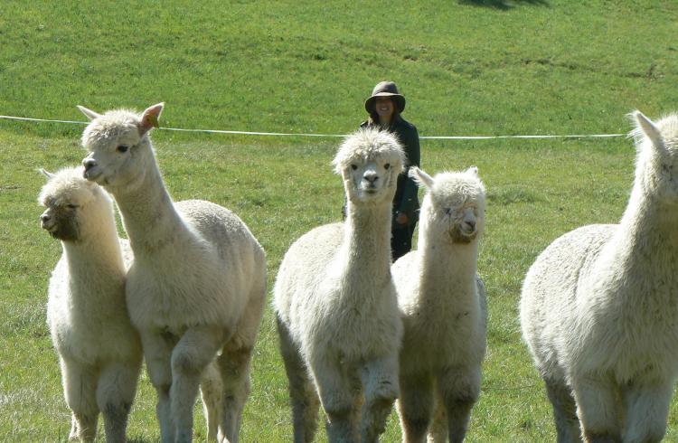Ferme au doux mélèze - Alpagas