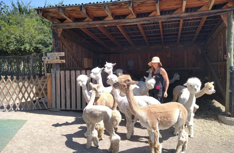 Ferme au doux mélèze - Alpagas