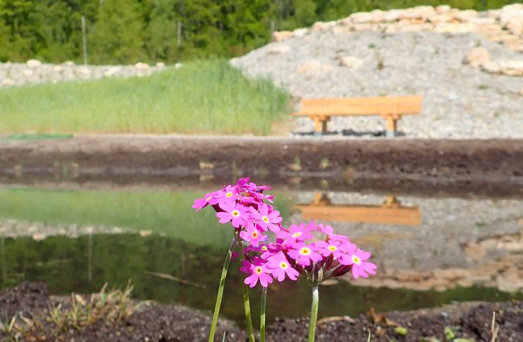 Primula - Première floraison au jardin alpin