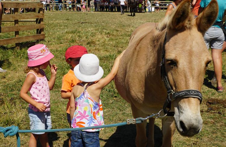 Petite mule à la Maison du Mulet - Mule avec des enfants