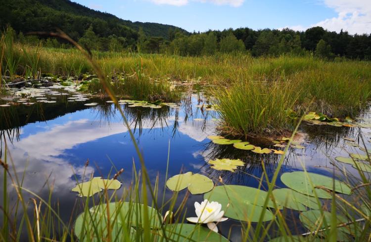 Le Lac de Saint-Léger - Le Lac de Saint-Léger