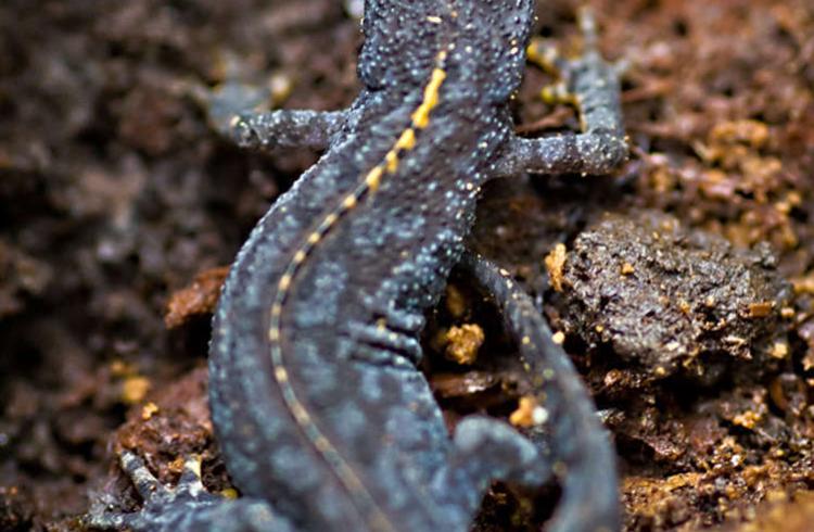Les Lacs du Col-Bas - Les Lacs du Col-Bas