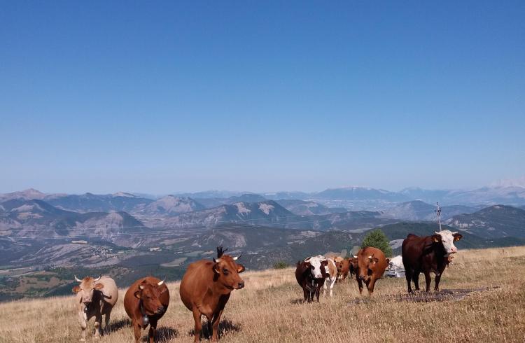 La Ferme des Montclarines - Le troupeau en alpage