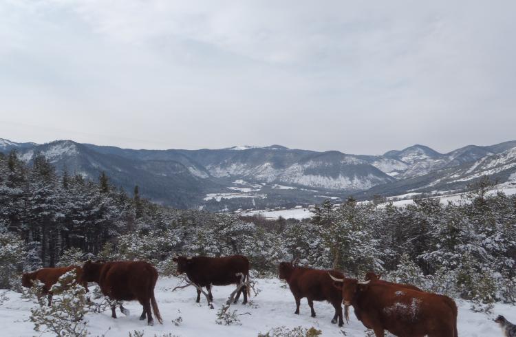 Ferme des Pélissones - Vaches