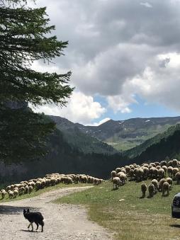 transhumance JG