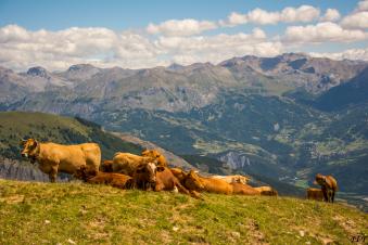 Vache Elsa1