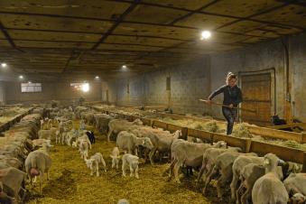 les femmes dans l'agriculture