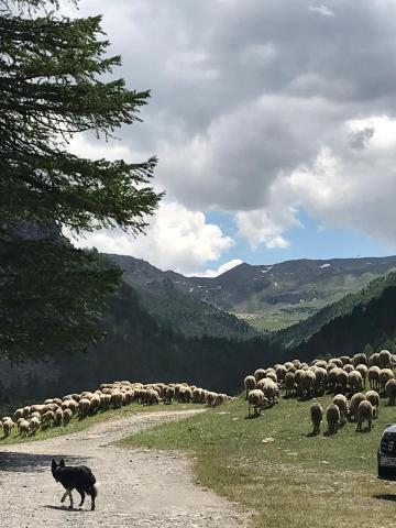 transhumance JG