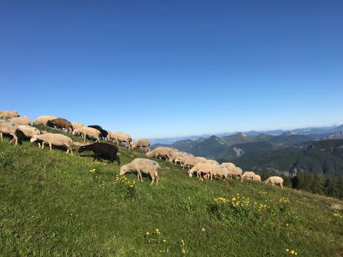 transhumance LC