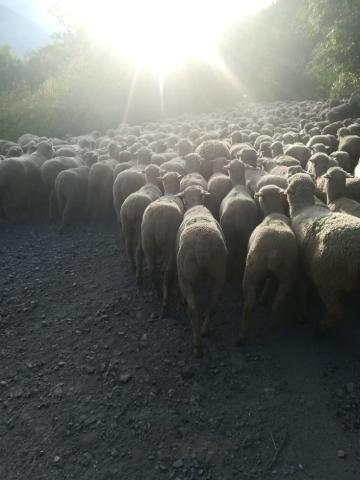 transhumance JG.2