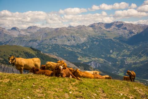 Vache Elsa1