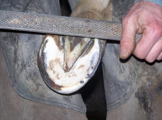 De Toffol Maréchalerie